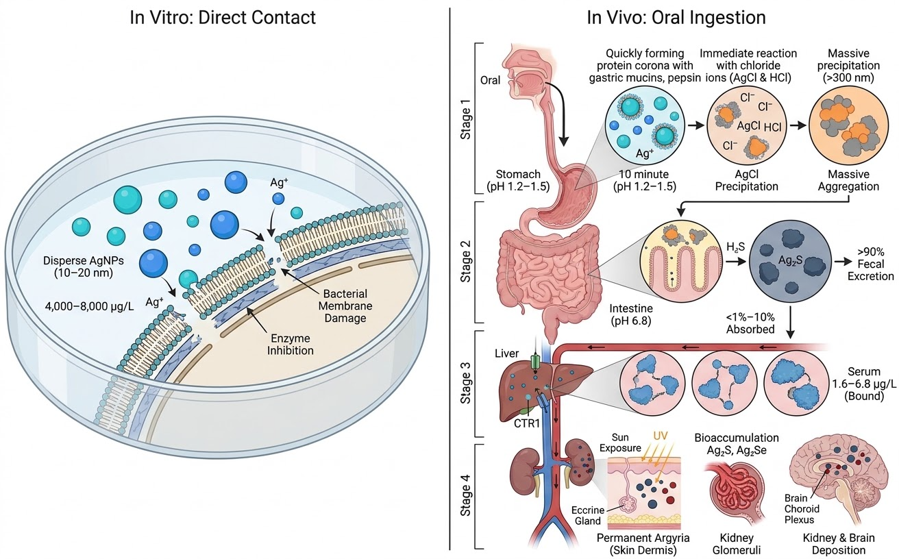 Diagram: silver in vitro (direct contact) vs. the four stages of oral ingestion, from gastric precipitation to tissue deposition